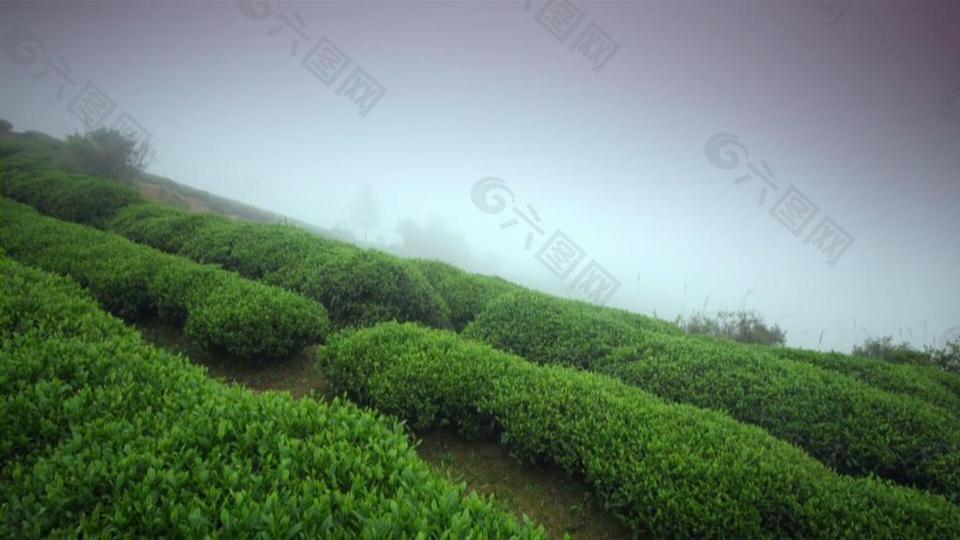 茶山自然風光