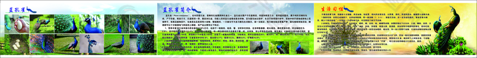 藍孔雀簡介