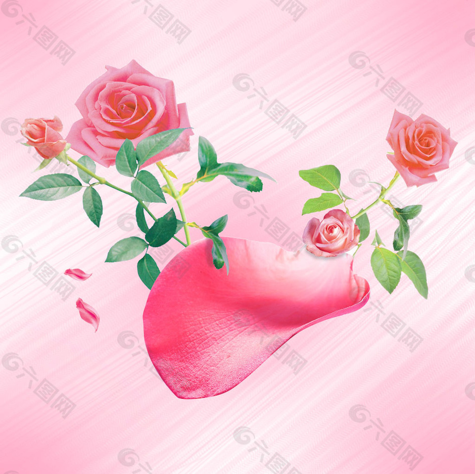 玫瑰花
