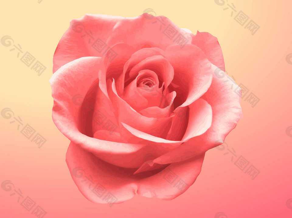矢量玫瑰花