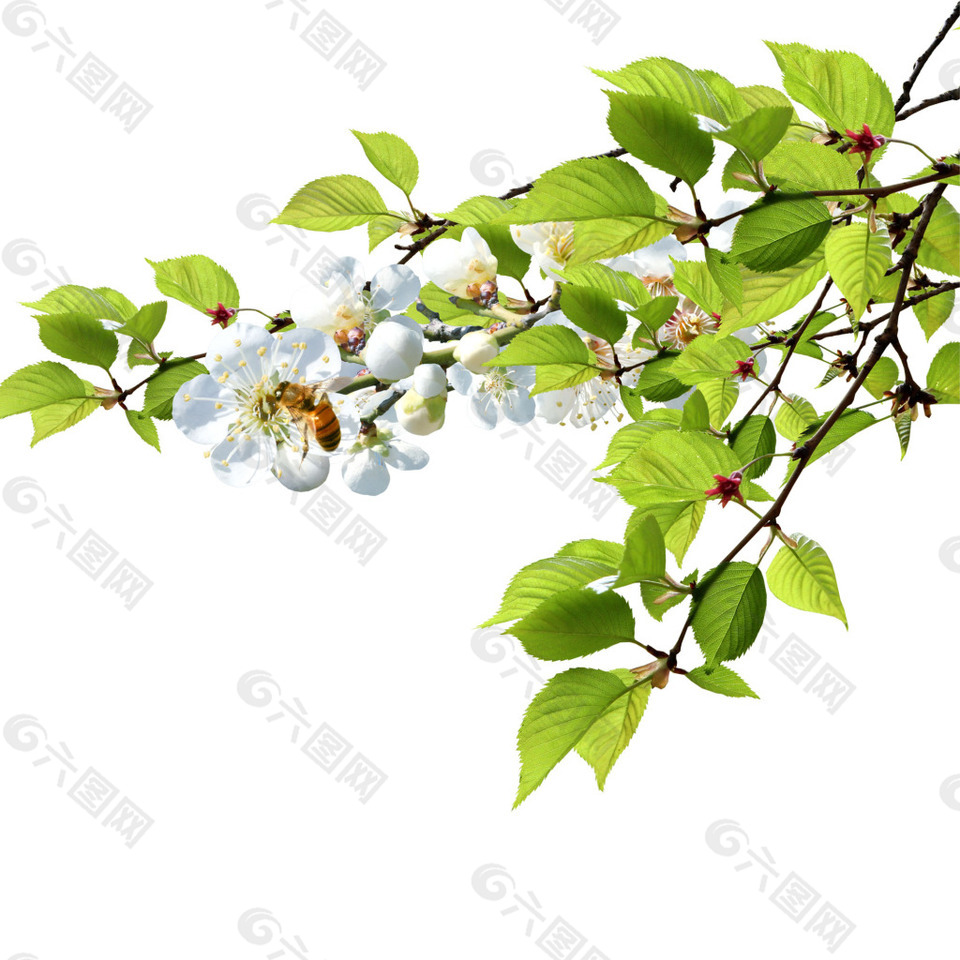 花朵树叶蜜蜂素材