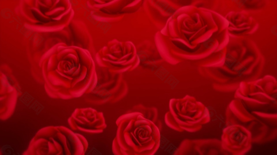 红色玫瑰花朵视频