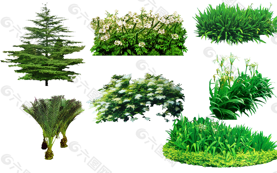 園林綠化植物樹木圖片景觀素材