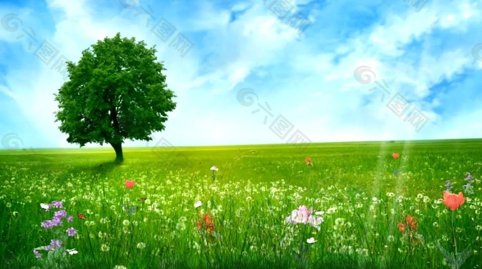大自然風景春的氣息花瓣視頻(含音樂)