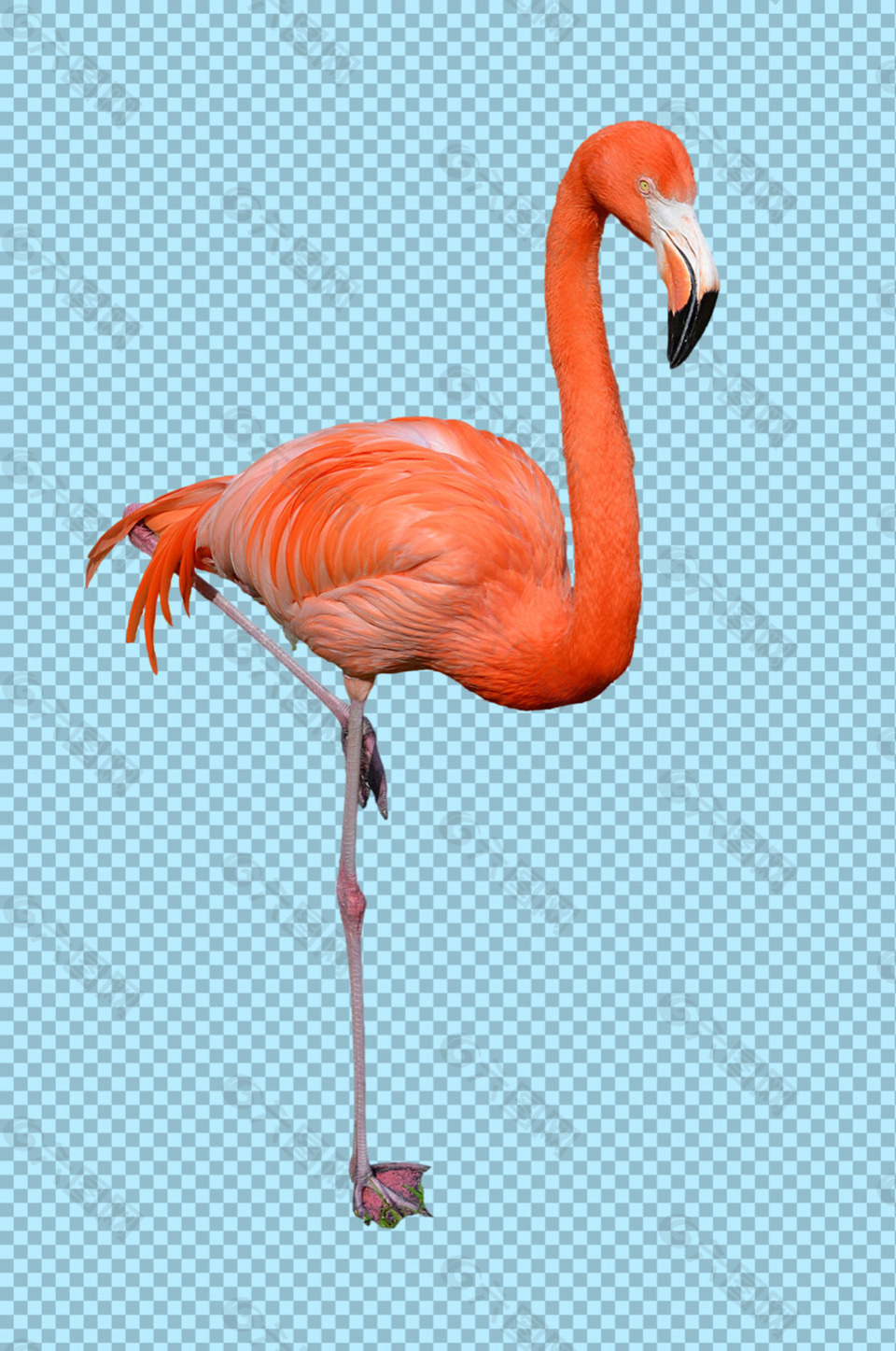 紅色火烈鳥免摳png透明圖層素材
