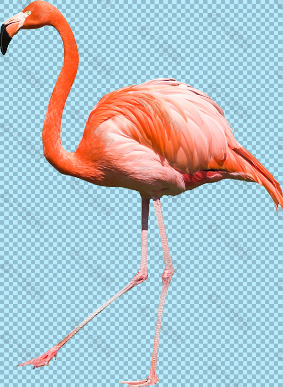 紅色長(zhǎng)脖子火烈鳥免摳png透明圖層素材