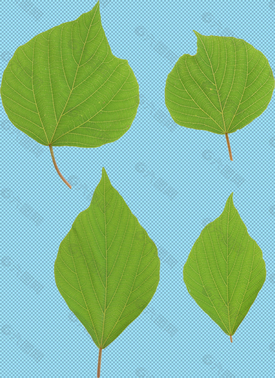 四片绿叶免抠png透明图层素材