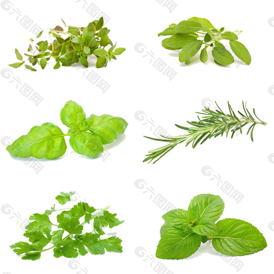 小清新綠色樹(shù)葉元素