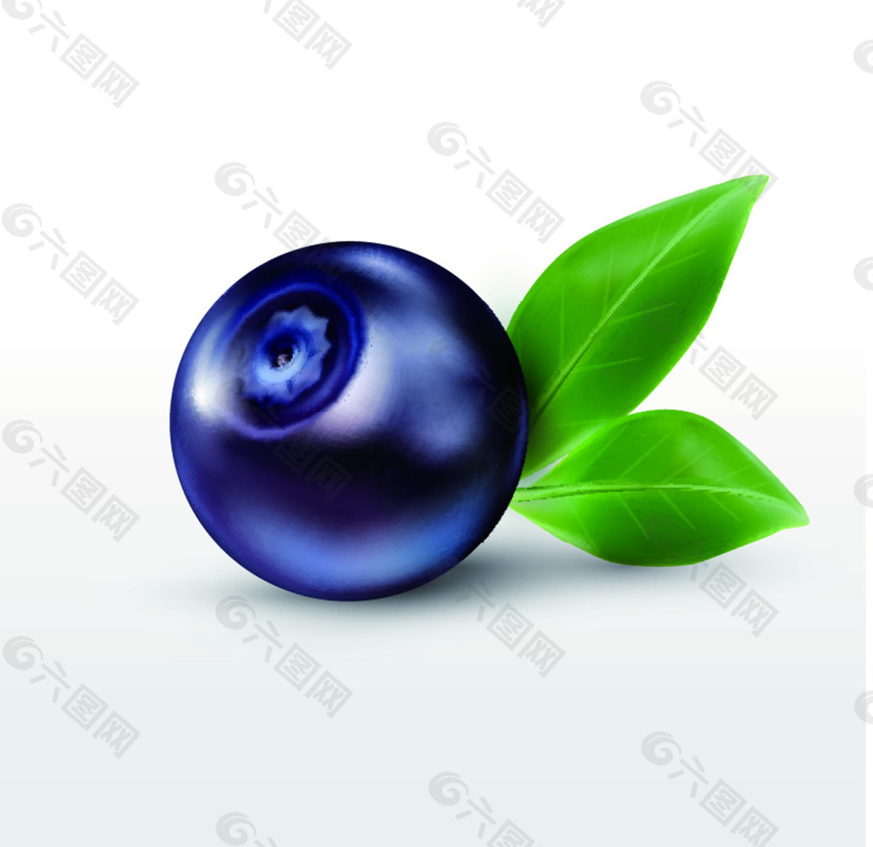特寫矢量水果插畫