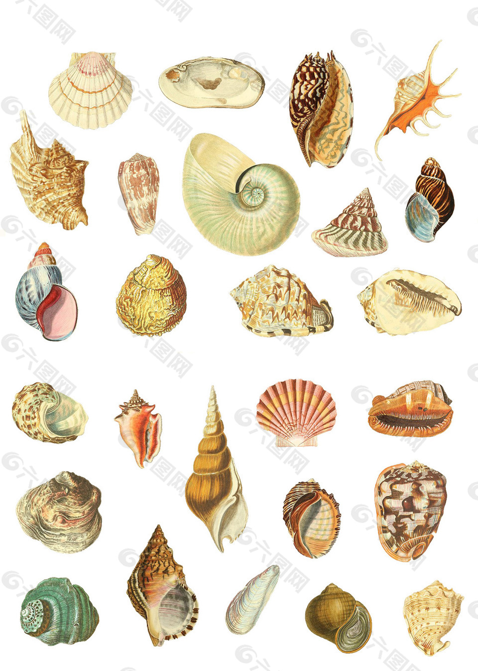 海洋生物海螺