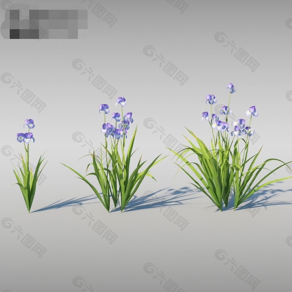 蘭花3d渲染模型