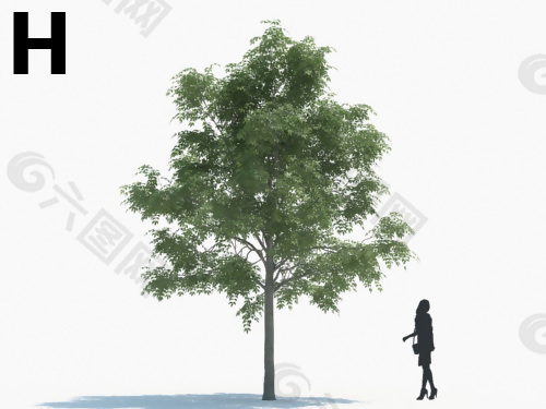 綠色植物模型