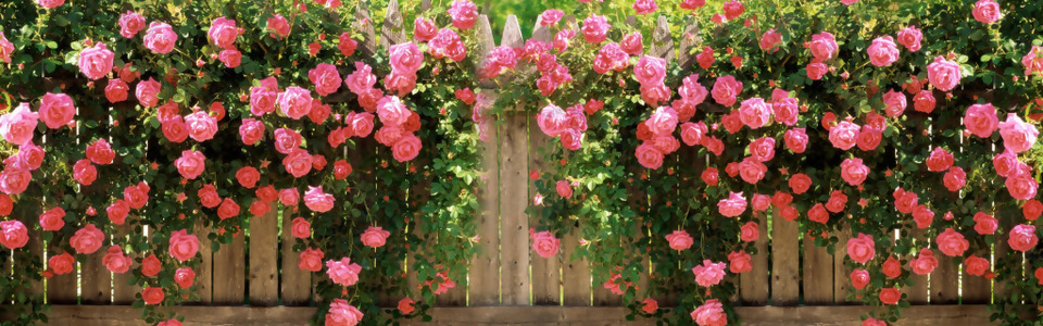 粉色薔薇花朵淘寶全屏banner背景