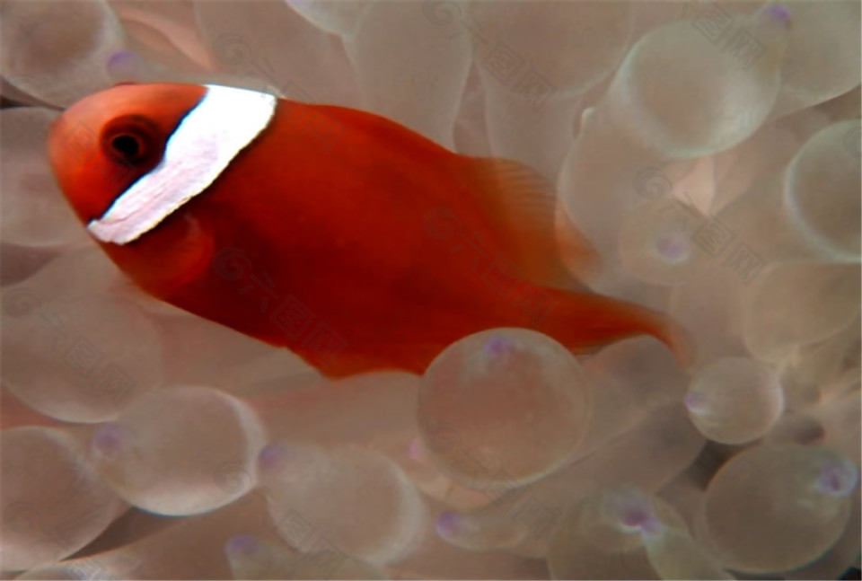 水草中游動的紅色小魚動態(tài)視頻素材下載