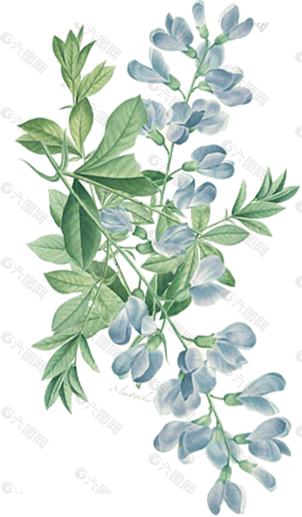 手绘植物鲜花素材图片