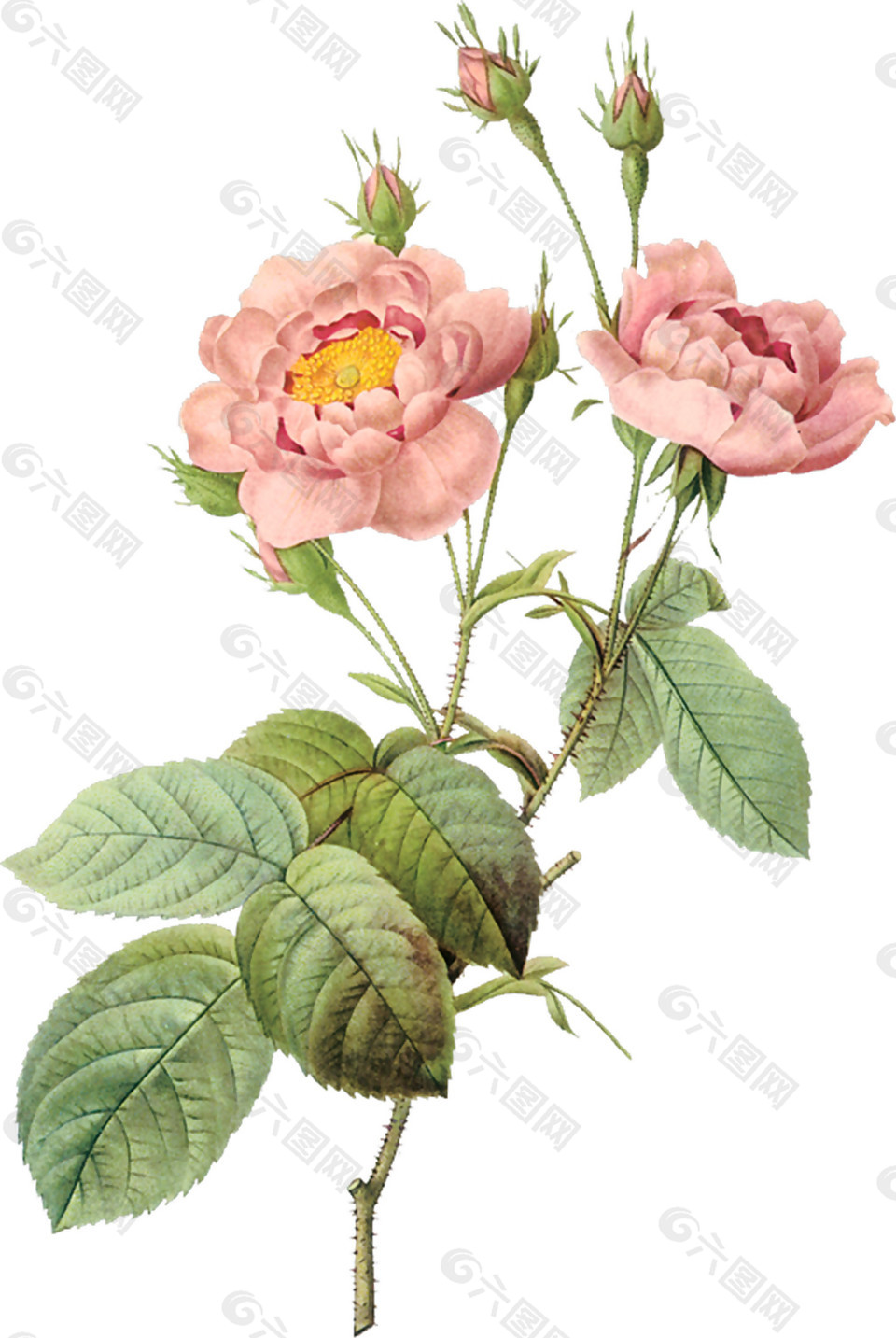 植物樹葉花朵素材圖片