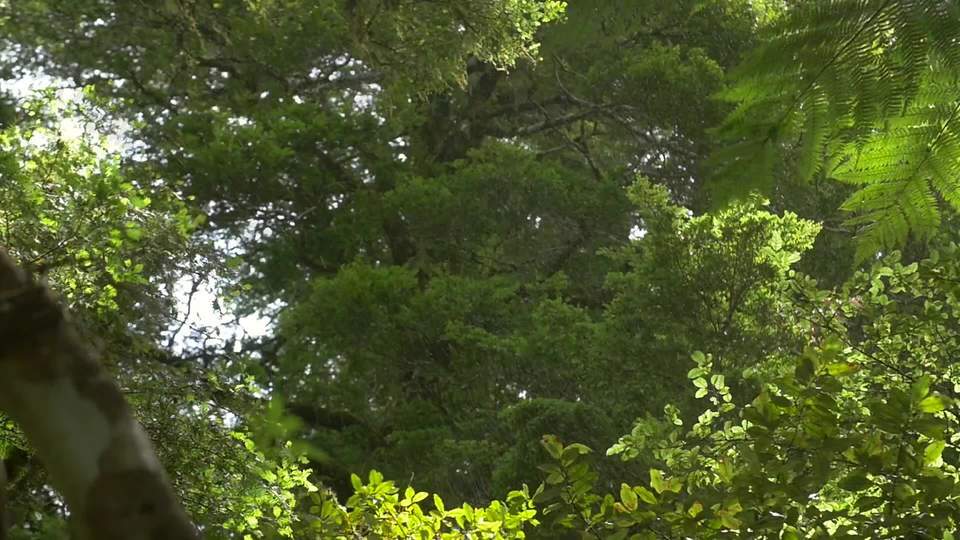 Jungle的小雨