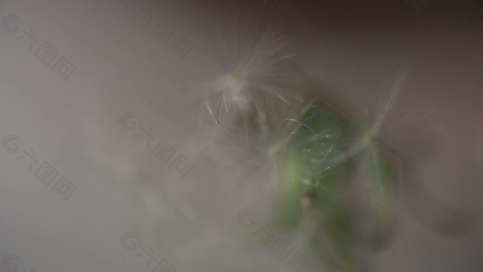 吹蒲公英
