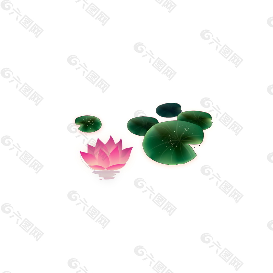 荷花荷葉