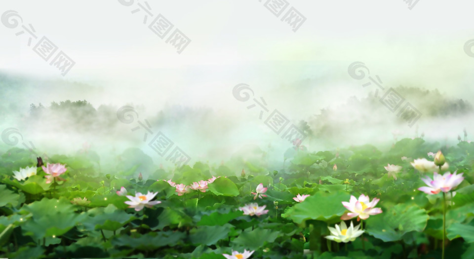 清新荷花淘宝全屏banner背景