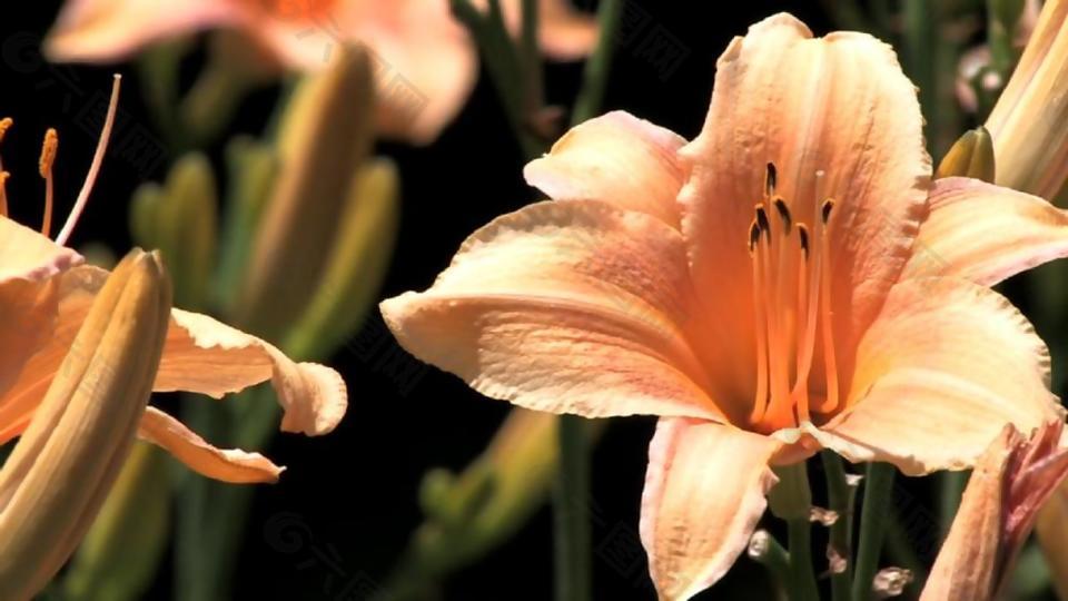 百合花特寫實拍高清視頻素材