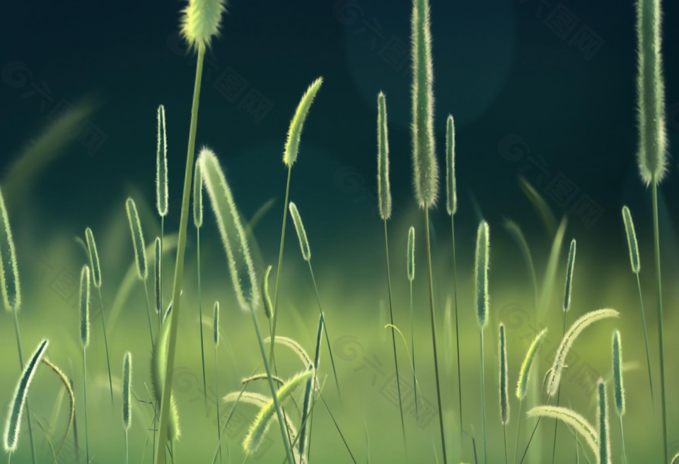 狗尾草视频素材