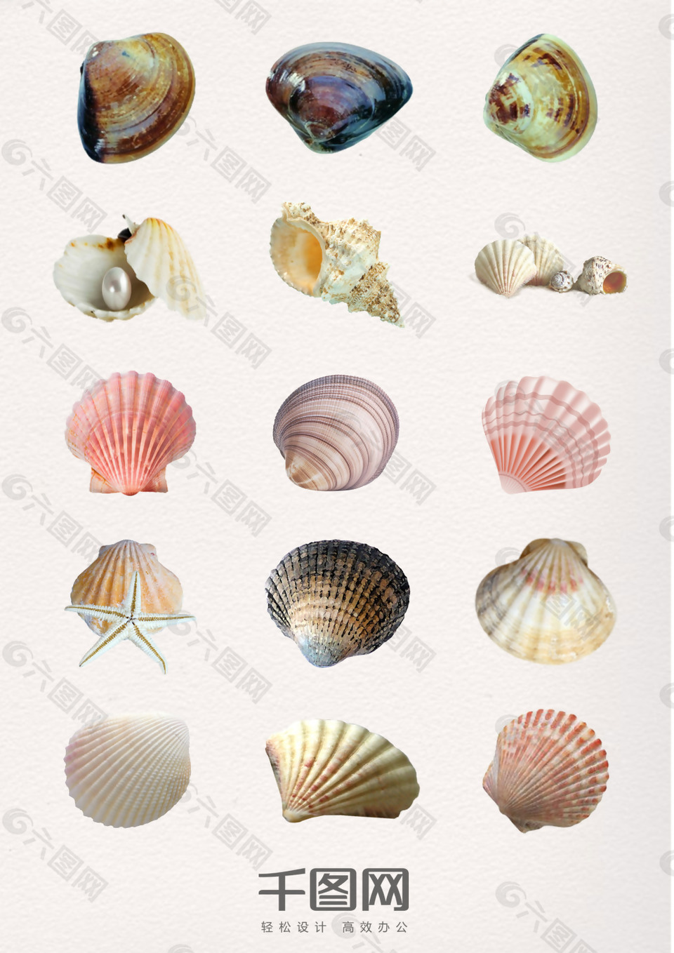 漂亮多彩海洋生物海灘貝殼