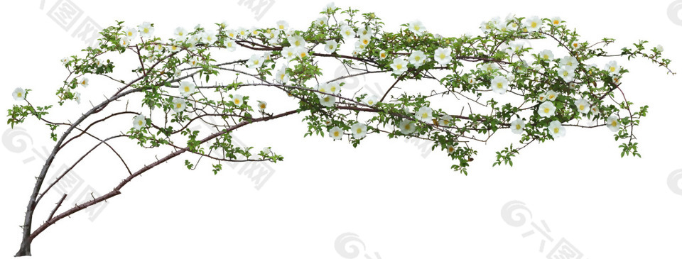 手繪樹(shù)枝花朵元素