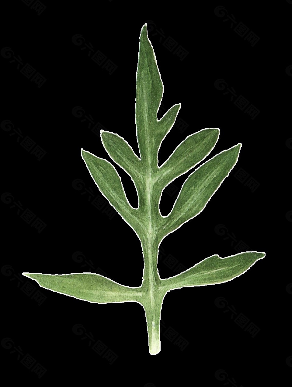 手繪小清新植物葉子細(xì)節(jié)圖png透明素材
