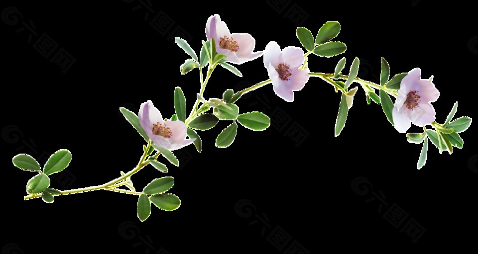 淡雅新鮮植物花卉png透明素材