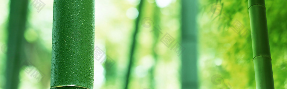 夢幻綠色竹子banner背景素材