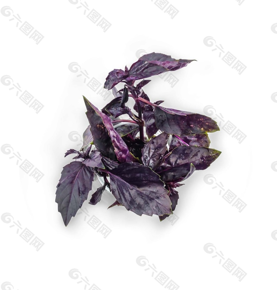紫色葉子植物花草psd源文件