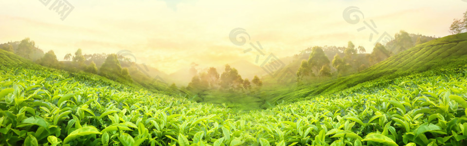 清新綠色植物banner背景素材
