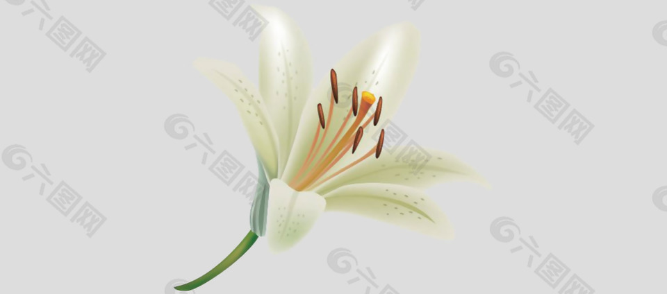 漂亮的白色百合花免摳psd透明素材