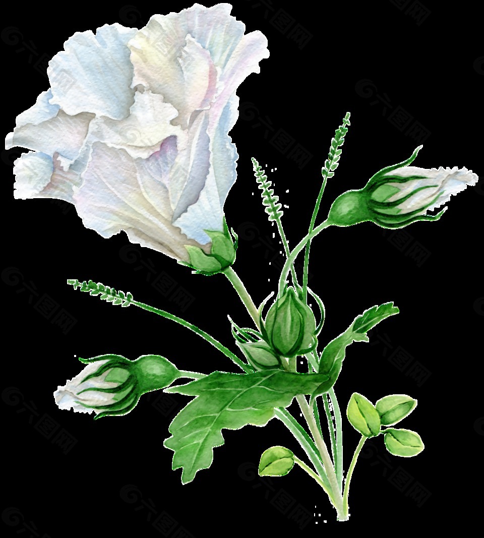 手繪清雅白色花png透明素材