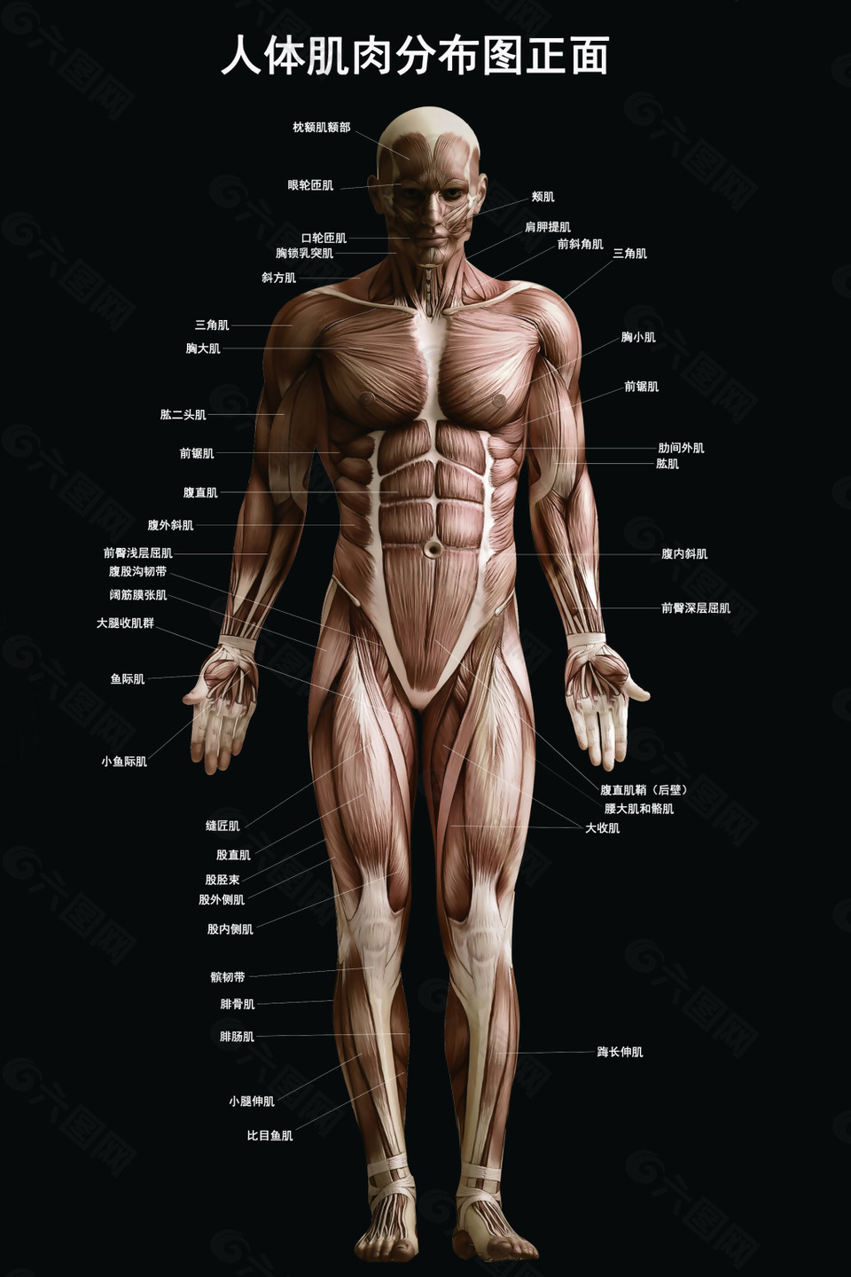 肌肉分布圖黑色PSD可修改元素
