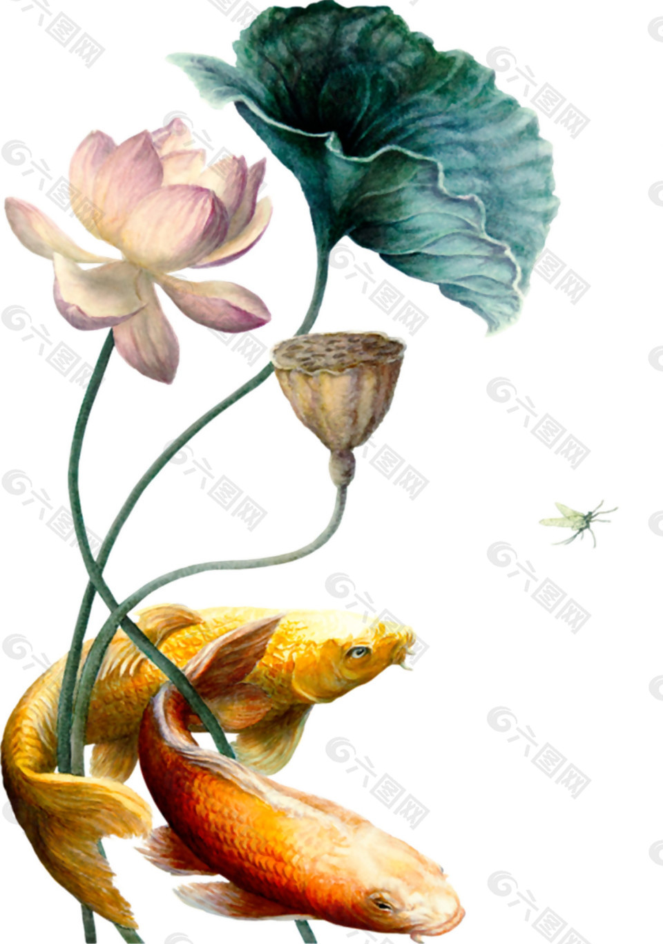 彩繪金魚荷花圖案元素