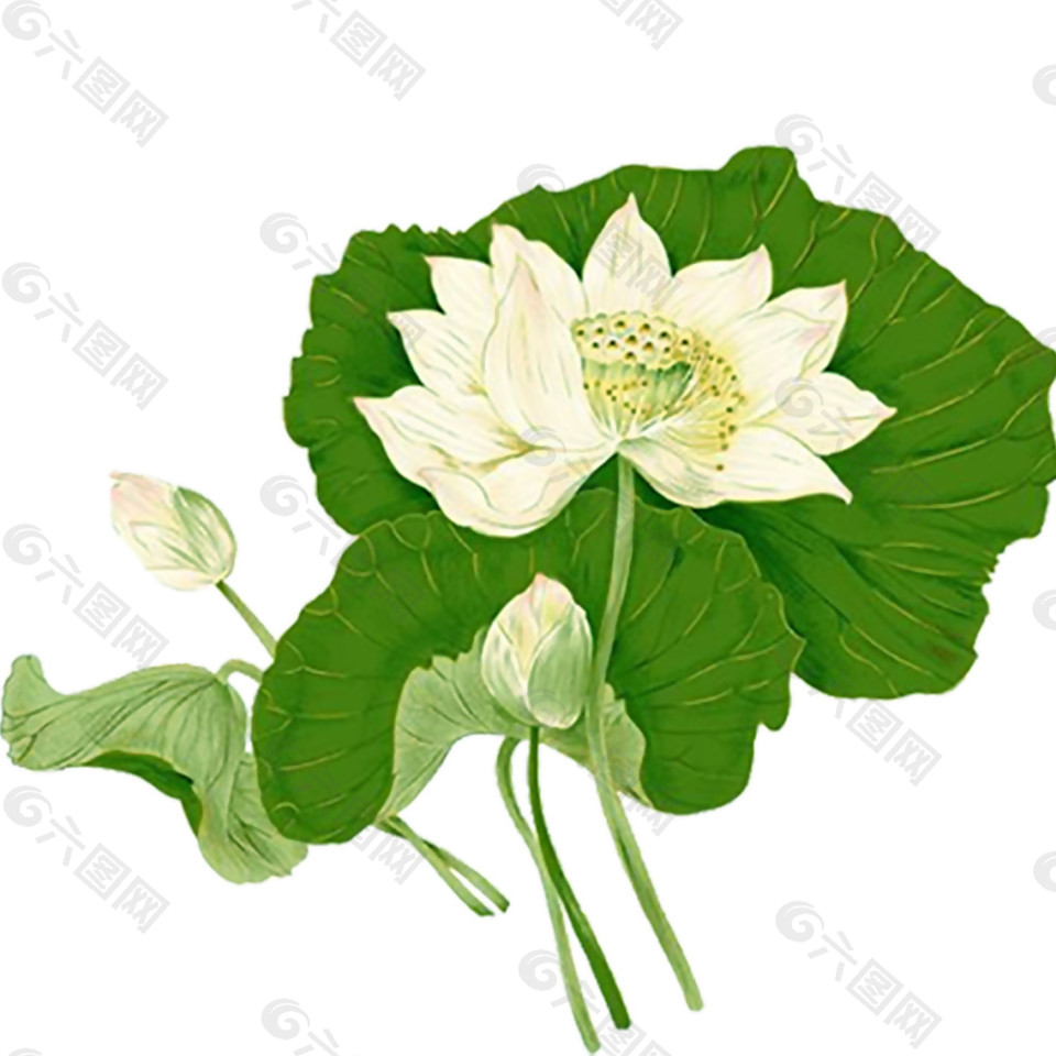 手繪白色荷花圖案元素