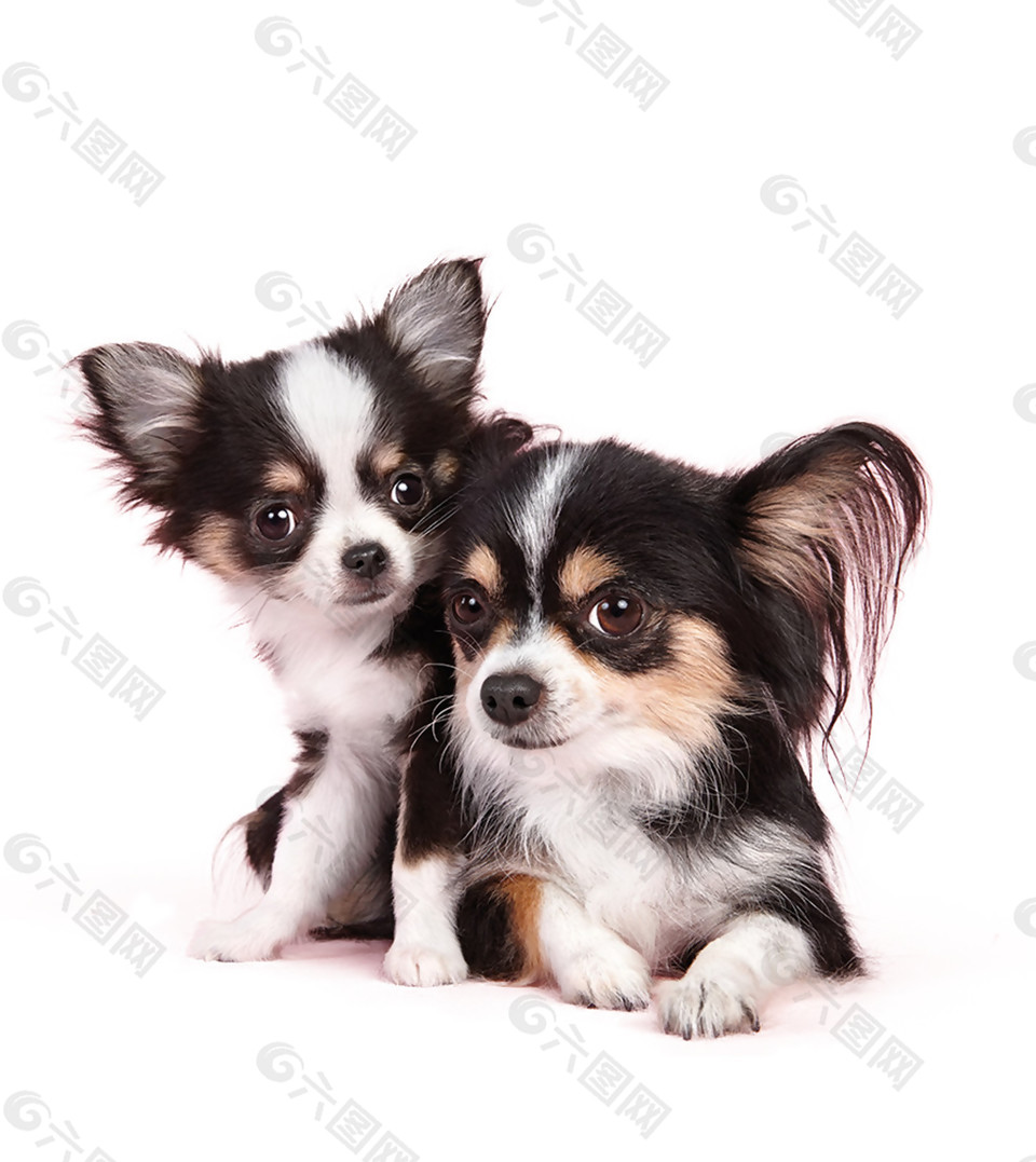 呆萌可爱大眼睛蝴蝶犬产品实物