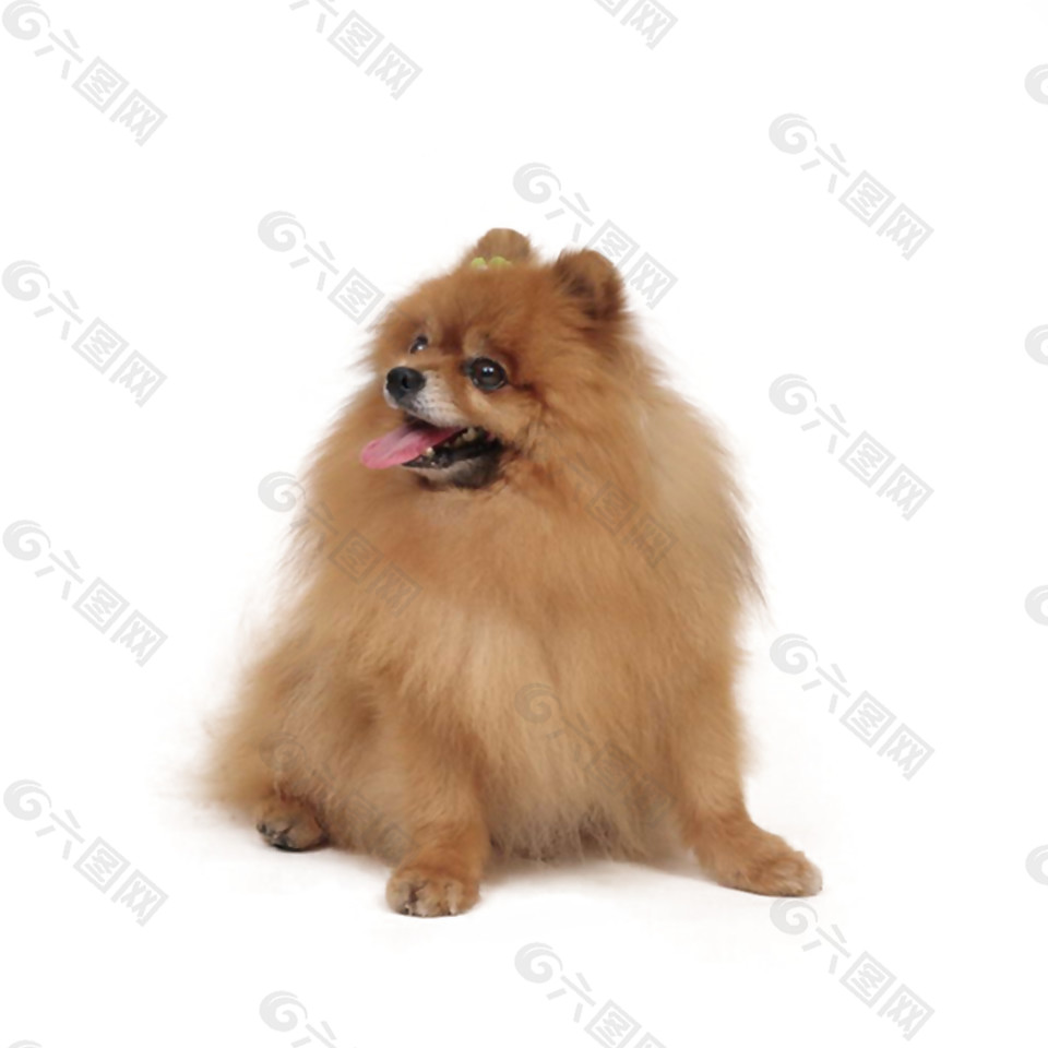 乖巧棕色蝴蝶犬產(chǎn)品實物