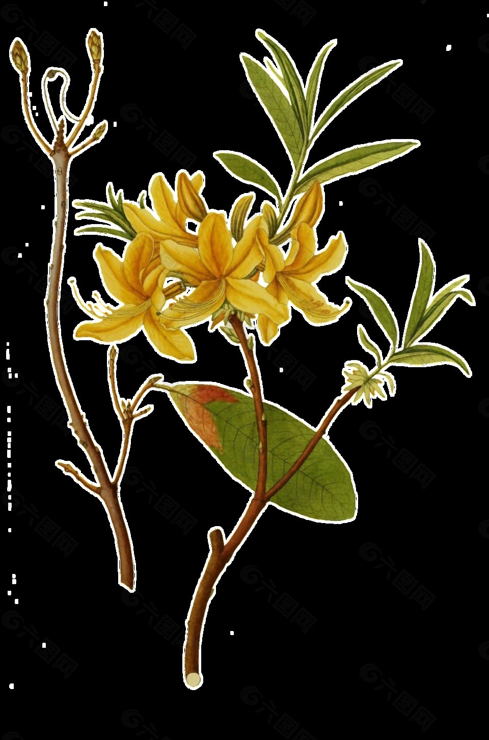 手绘两株花枝透明植物素材