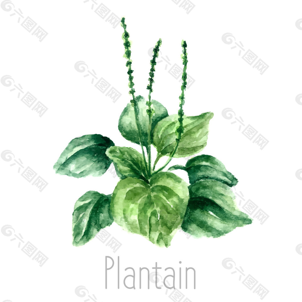 水彩繪綠色植物插畫