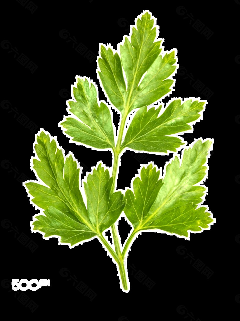 手繪逼真芹菜葉透明素材