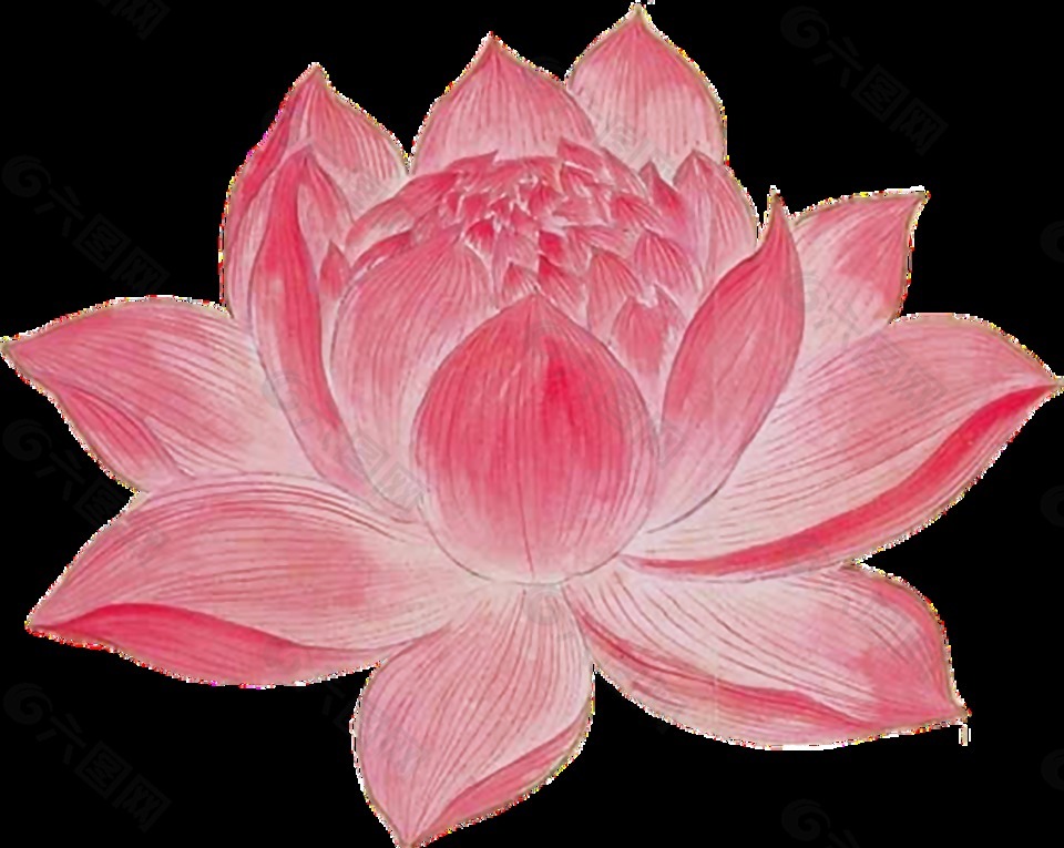 彩繪蓮花透明裝飾素材
