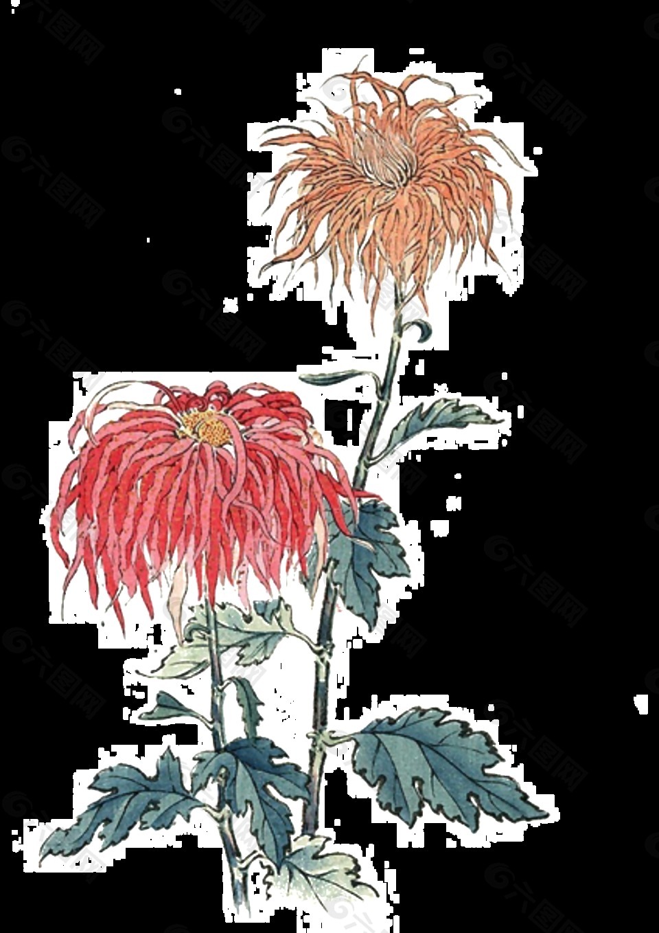 雙色精美菊花手繪圖案
