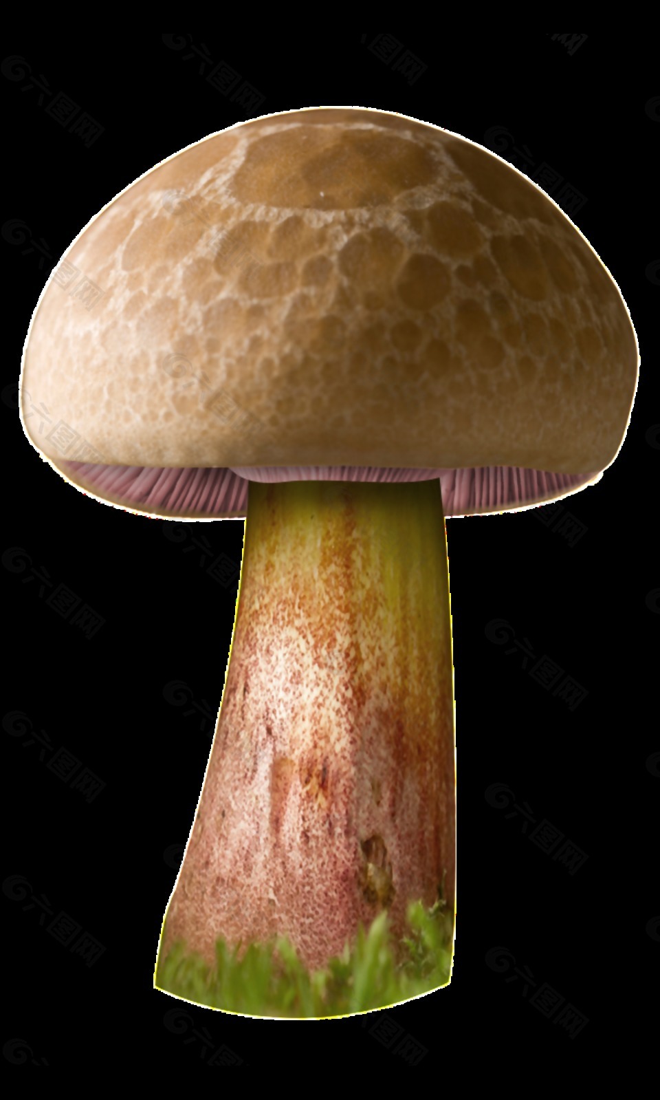 彩繪大蘑菇圖案元素