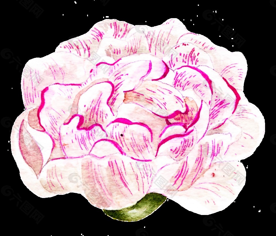 一朵康乃馨透明素材png