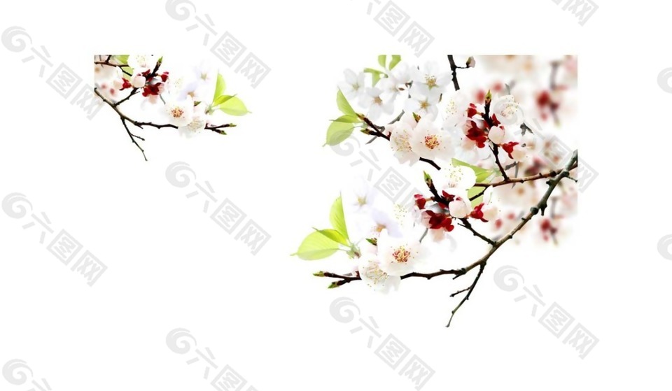 白色鮮花樹葉png元素