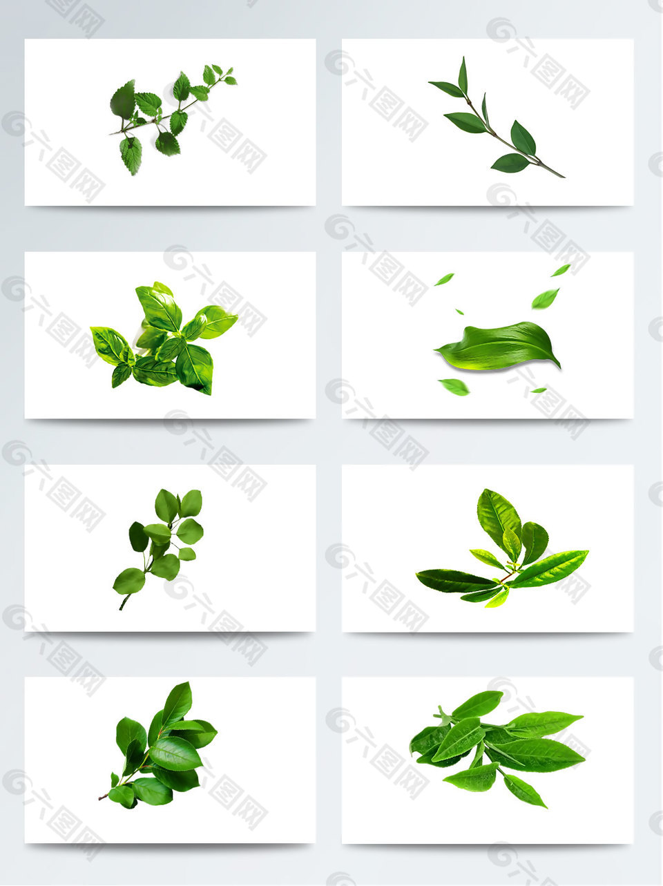 實物各種形狀的綠茶葉子PNG元素
