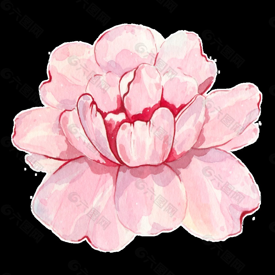 一朵盛開的粉紅色花PNG透明素材